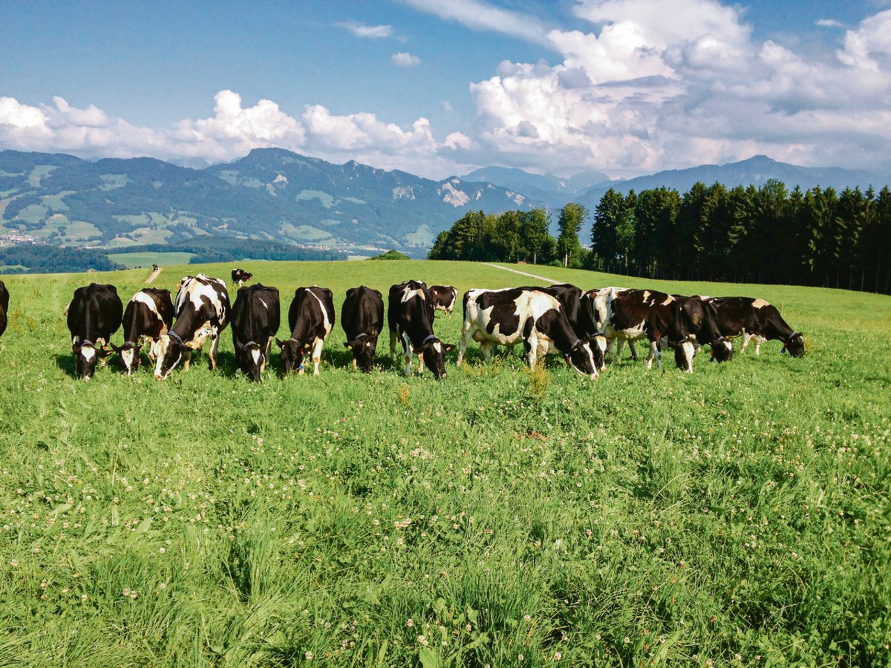 In einem Versuch der Agroscope wurden Milchkühe während der Vegetationsperiode nur mit Weidegras gefüttert. Die Winterfütterung bestand aus Dürrfutter. (Bild Fredy Schori, Agroscope)