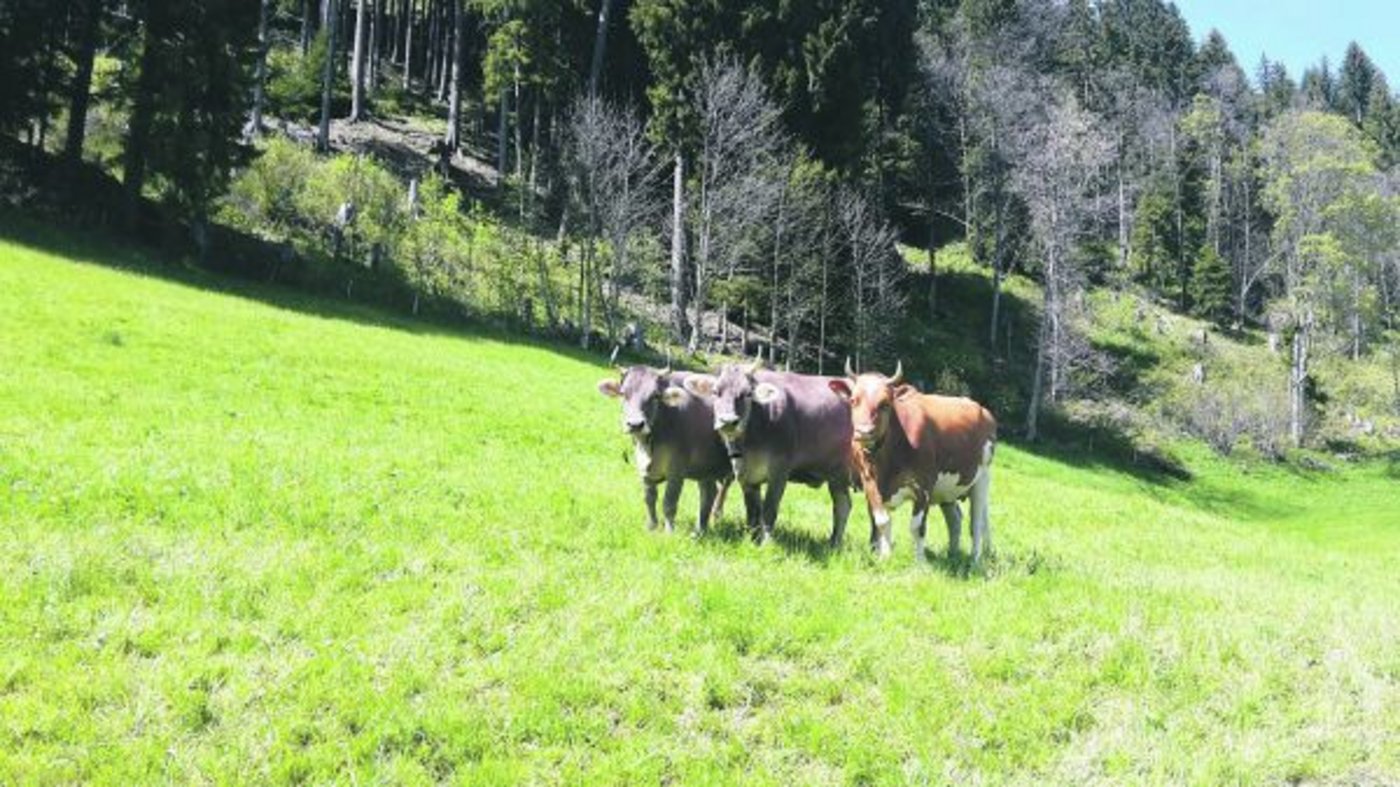 Schöne Kühe mit Hörnern, seien es Original Braunvieh oder Swiss Fleckvieh, sind die grosse Leidenschaft der Züchterfamilie. (Bild zVg)