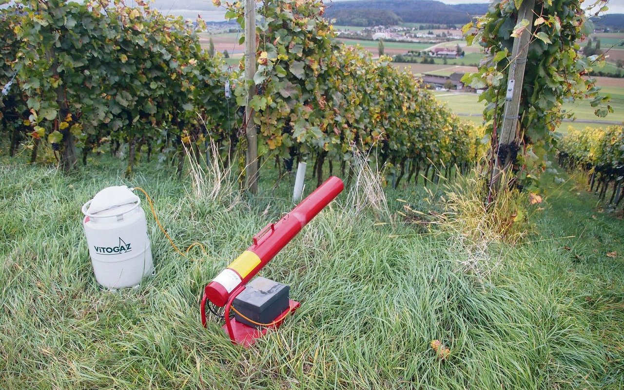 Zum Schutz der noch hängenden Trauben wird in Wilchingen die Traubenhut aktiv und bringt den Knallapparat in Stellung. 