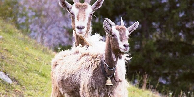 Für Ziegen wären bei Annahme der Initiative BTS und RAUS obligatorisch, was die Beiträge gefährden würde. 