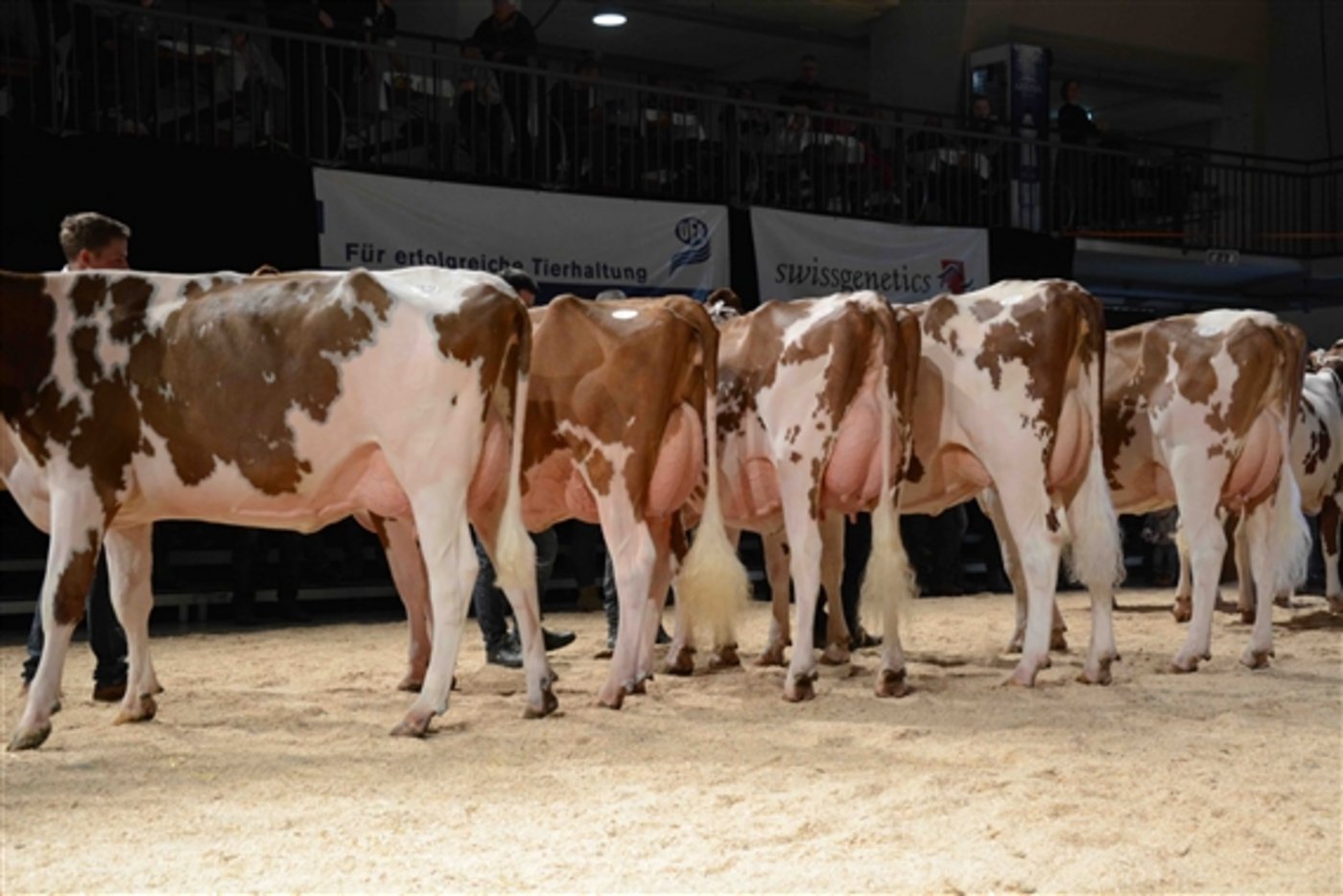 Die Kühe der Abteilung 5 im Ring. Eine Augenweide! (Bilder sb)