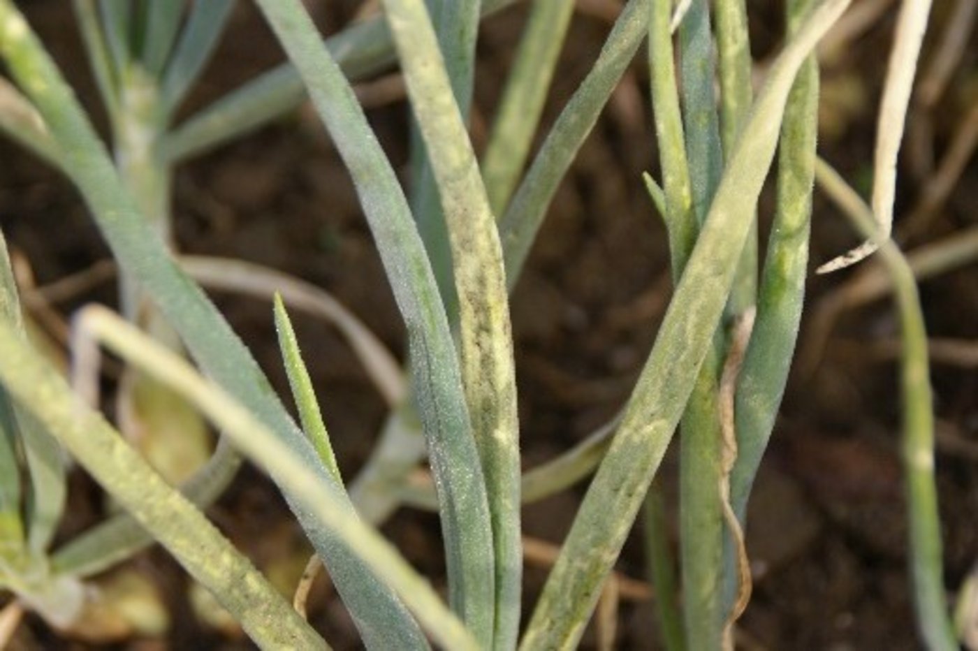 Starker Befall mit Falschem Mehltau an Winterzwiebeln. (Bild C. Sauer, Agroscope)
