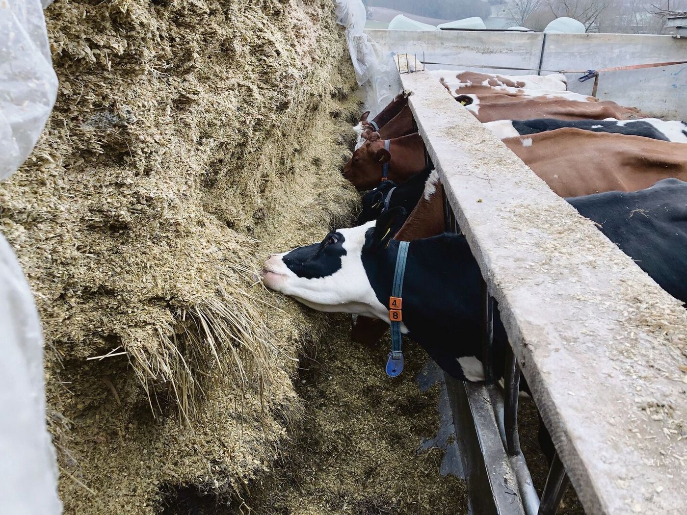 «Es ist wichtig, dass die Kühe nicht nur direkt vom Silo fressen, sondern auch das heruntergefallene Futter», weiss Walter Bührer.