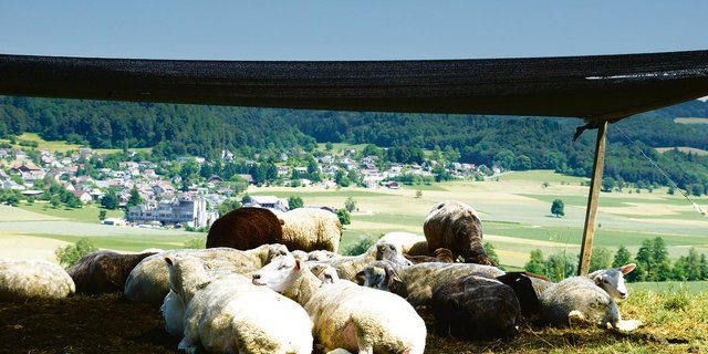 Auch auf der Weide sollte es für alle Tiere genügend Schattenplätze geben. Dabei sollte mitberücksichtigt werden, dass sich der Schatten im Laufe des Tages verschiebt. (Bild BauZ)