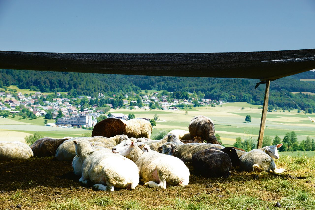 Auch auf der Weide sollte es für alle Tiere genügend Schattenplätze geben. Dabei sollte mitberücksichtigt werden, dass sich der Schatten im Laufe des Tages verschiebt. (Bild BauZ)