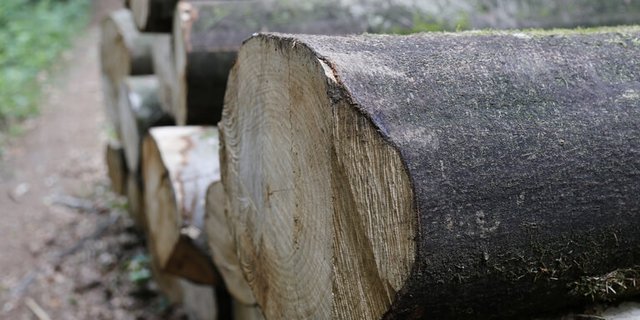 Dem Wald soll geholfen werden. (Bild lid)