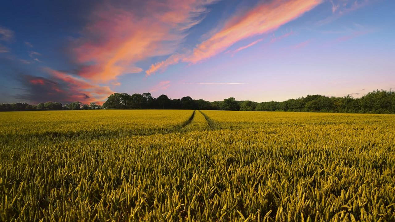 Am Morgen nach dem Ja zum Ernährungsartikel in der Bundesverfassung stehen bereits die nächsten Abstimmungen zum Thema am Horizont. (Bild Pixabay)