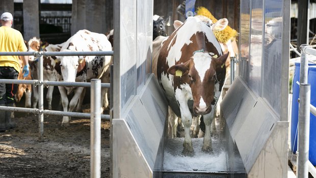 Mithilfe des Klauenbads hat die Tierhaltergemeinschaft Pfister-Wyss Mortellaro unter Kontrolle gebracht. (Bild: Johanna Bossart)