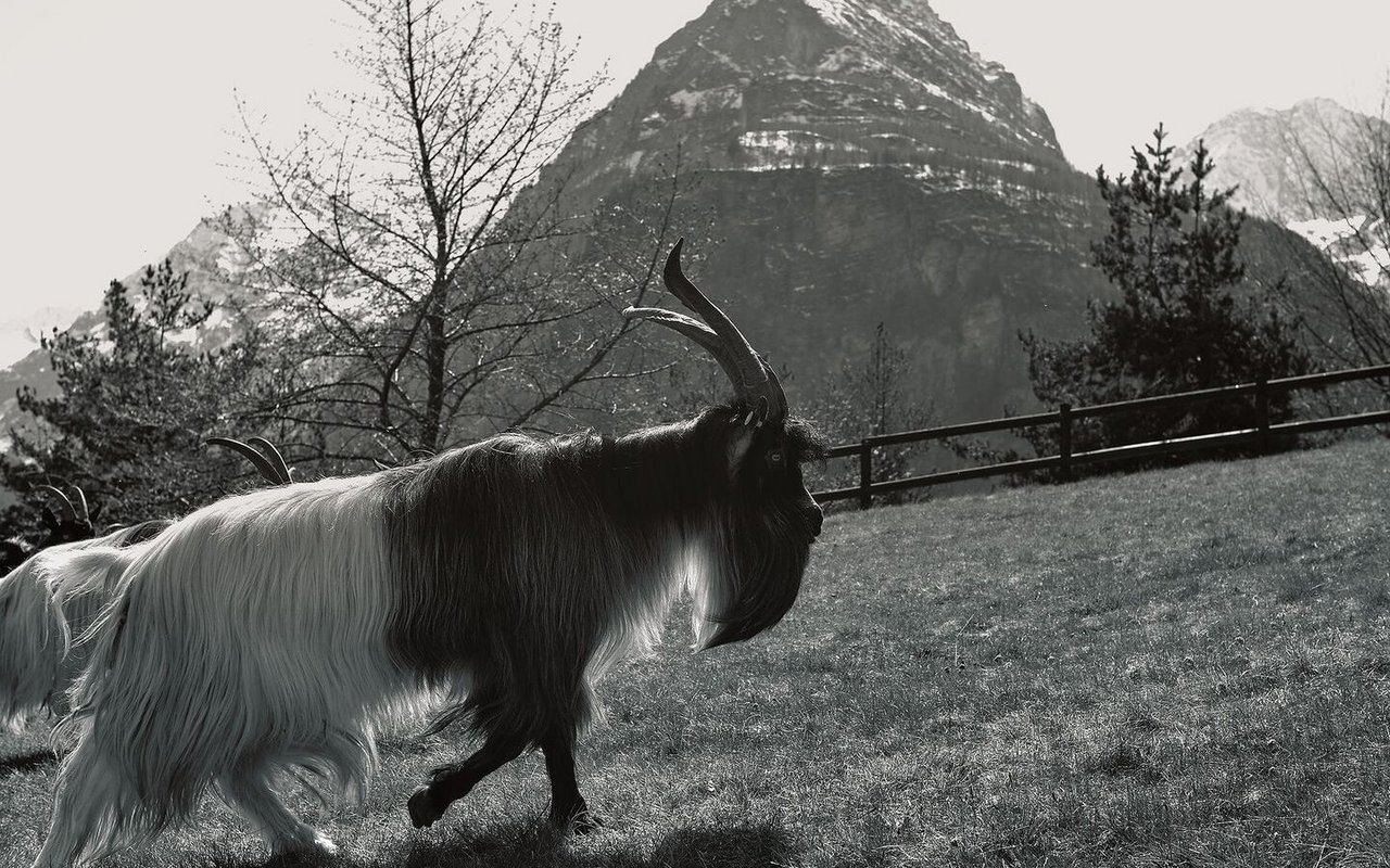 Batman, der Vallesana-Grigia-Bock, mit dem Seehorn und der Schweiz im Hintergrund.