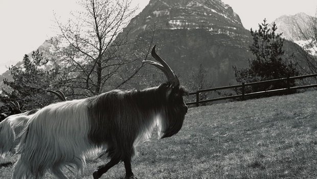 Batman, der Vallesana-Grigia-Bock, mit dem Seehorn und der Schweiz im Hintergrund.