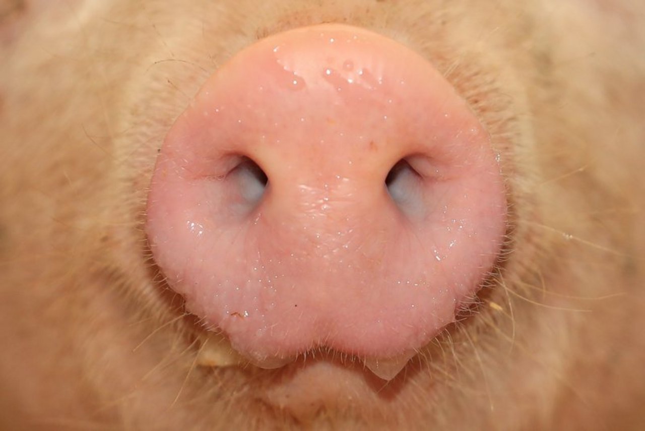 Wie ein Bericht der Suisag zeigt, sind die Schweizer Schweine gesund. (Bild Peter Röthlisberger)