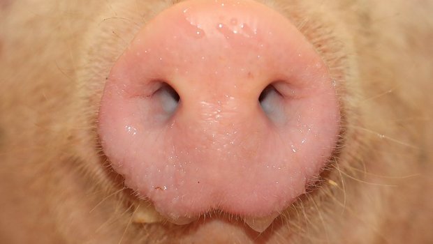 Suisag: Schweizer Schweine sind gesund Wie ein Bericht der Suisag zeigt, sind die Schweizer Schweine gesund. (Bild Peter Röthlisberger)