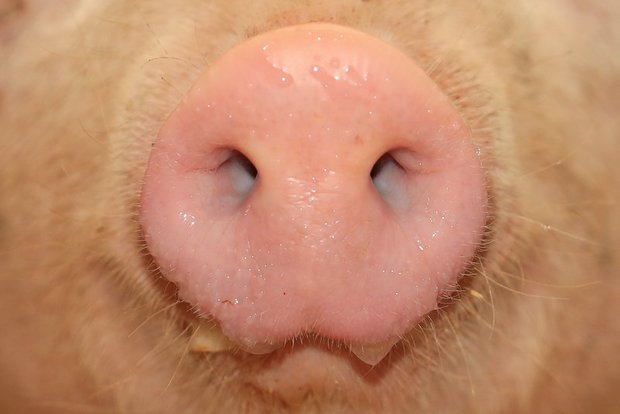 Suisag: Schweizer Schweine sind gesund Wie ein Bericht der Suisag zeigt, sind die Schweizer Schweine gesund. (Bild Peter Röthlisberger)