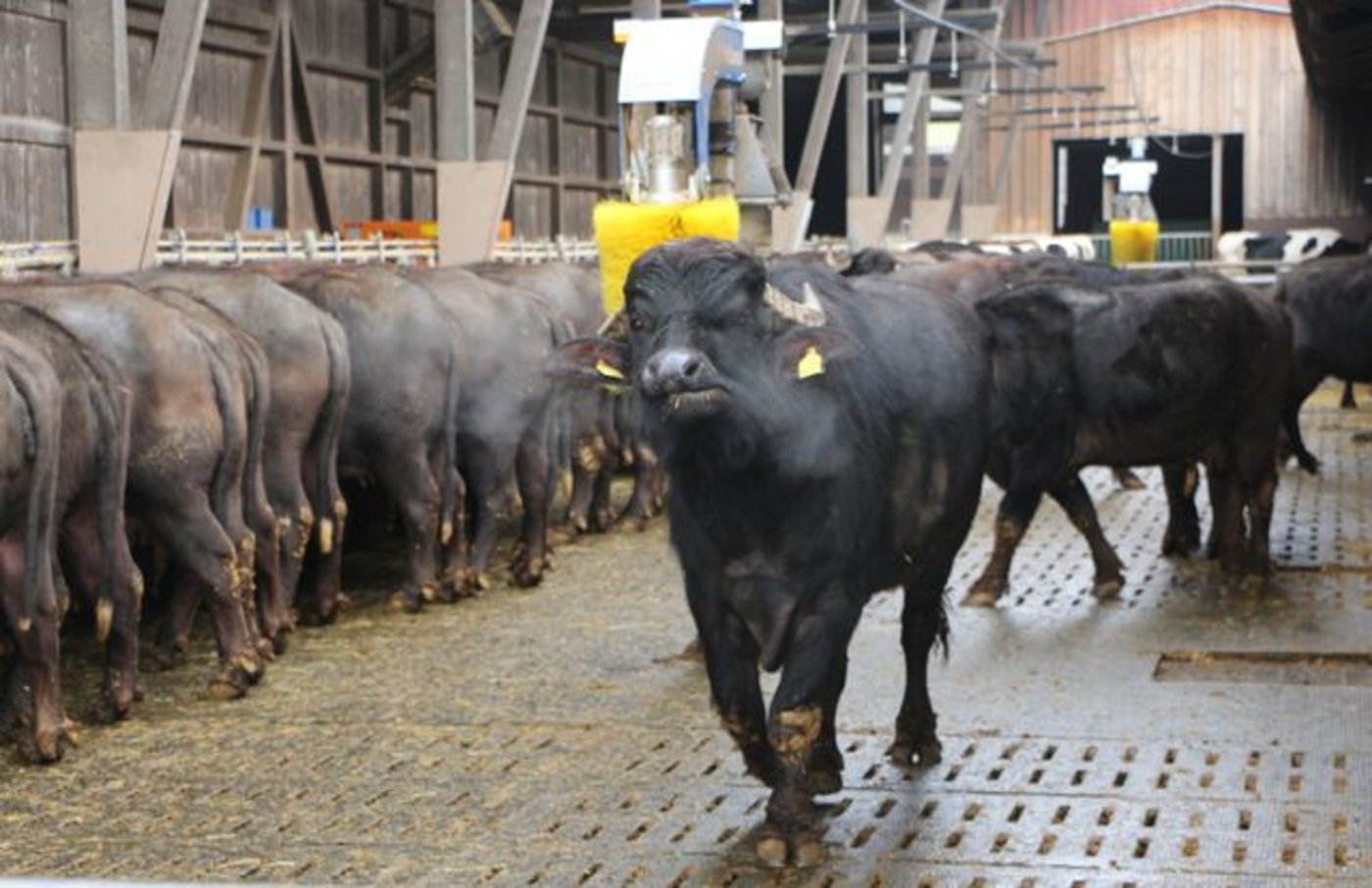 Stadtbauern Wasserbüffel Auf dem Riedenholzhof leben, nebst zwei Dutzend Holstein-Kühen, rund 100 Wasserbüffel in verschiedenen Altersgruppen in einem Freilaufstall.