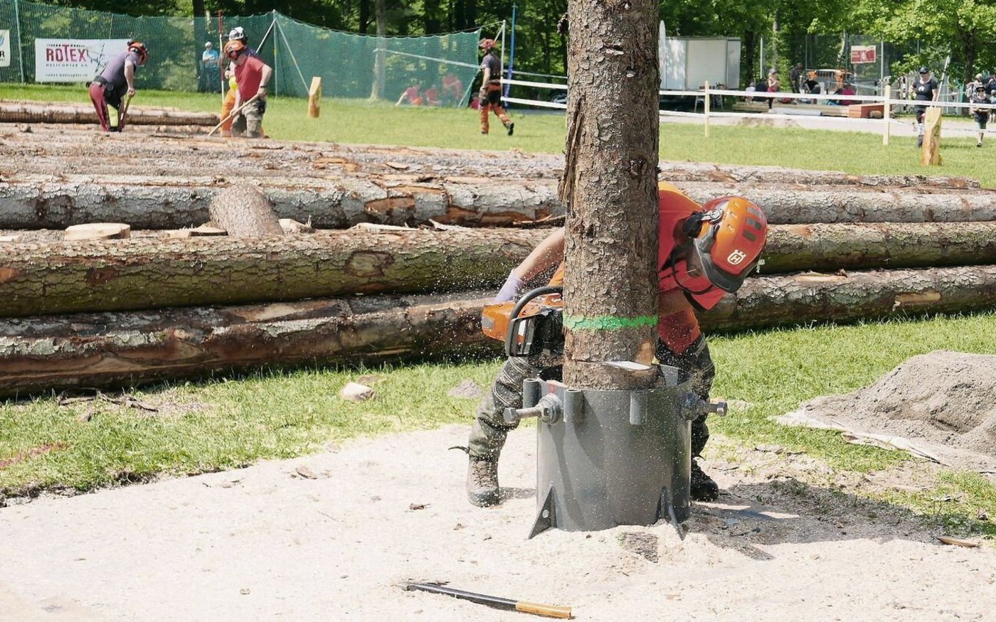 Beim Fällen wurde ein Stamm exakt umgelegt.