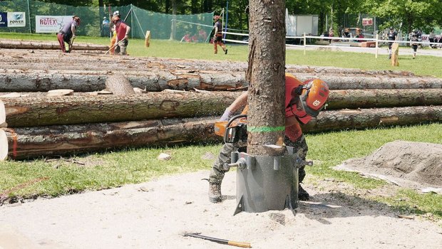 Beim Fällen wurde ein Stamm exakt umgelegt.