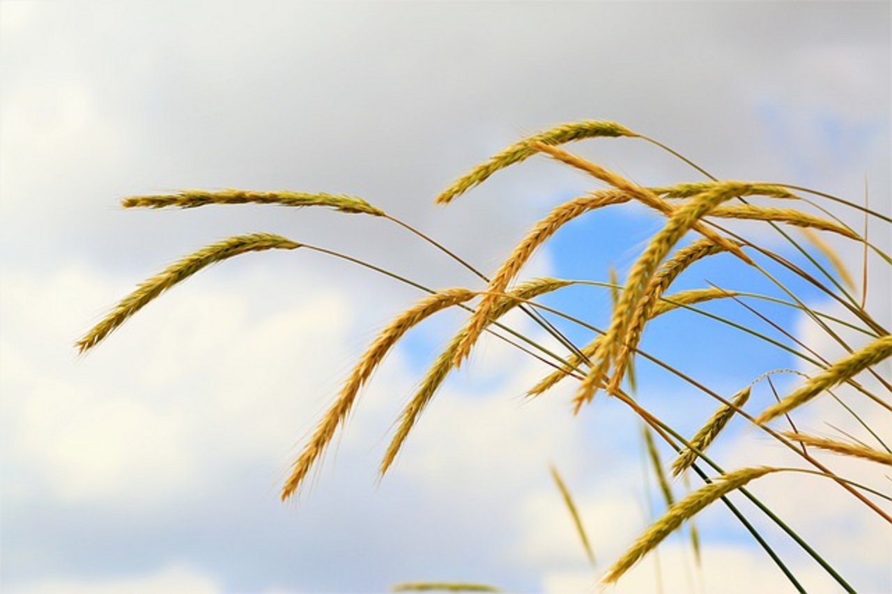 Wenn Getreide zu hoch wächst, droht es umzukippen und ist weniger Trockenheitstolerant. Daher wird an der Züchtung kurzhalmiger Roggenlinien gearbeitet. (Bild Pixabay)