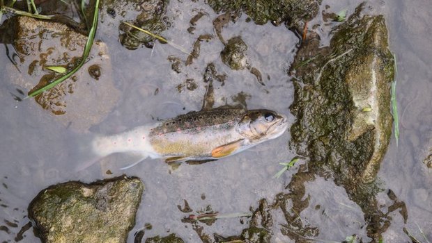Gewässerverschmutzung mit Fischsterben durch Schmutzwasser nach einer Toi-toi-Reinigung in Rickenbach im Mai 2018. (Bild Luzerner Polizei)