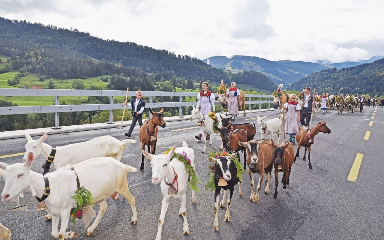 Eine eindrückliche Ziegen- und Kuhherde: Yanik Egger von der Alp Chännel-Gantrisch, Ladera.