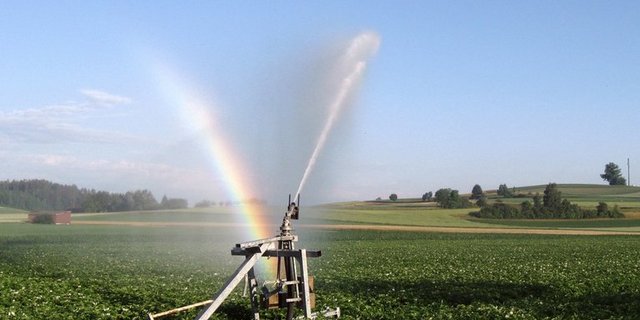 Wegen des Klimawandels müssen Bauern künftig ihre Kulturen womöglich vermehrt bewässern. (Bild Marcel Langthim/landwirtschaft.ch)