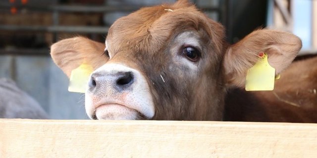 Proviande wird ab 11. März bis 3. April Beiträge bezahlen für die Einlagerung von Kalbfleisch. Damit soll der Markt abgeräumt werden. (Bild Ruth Aerni)