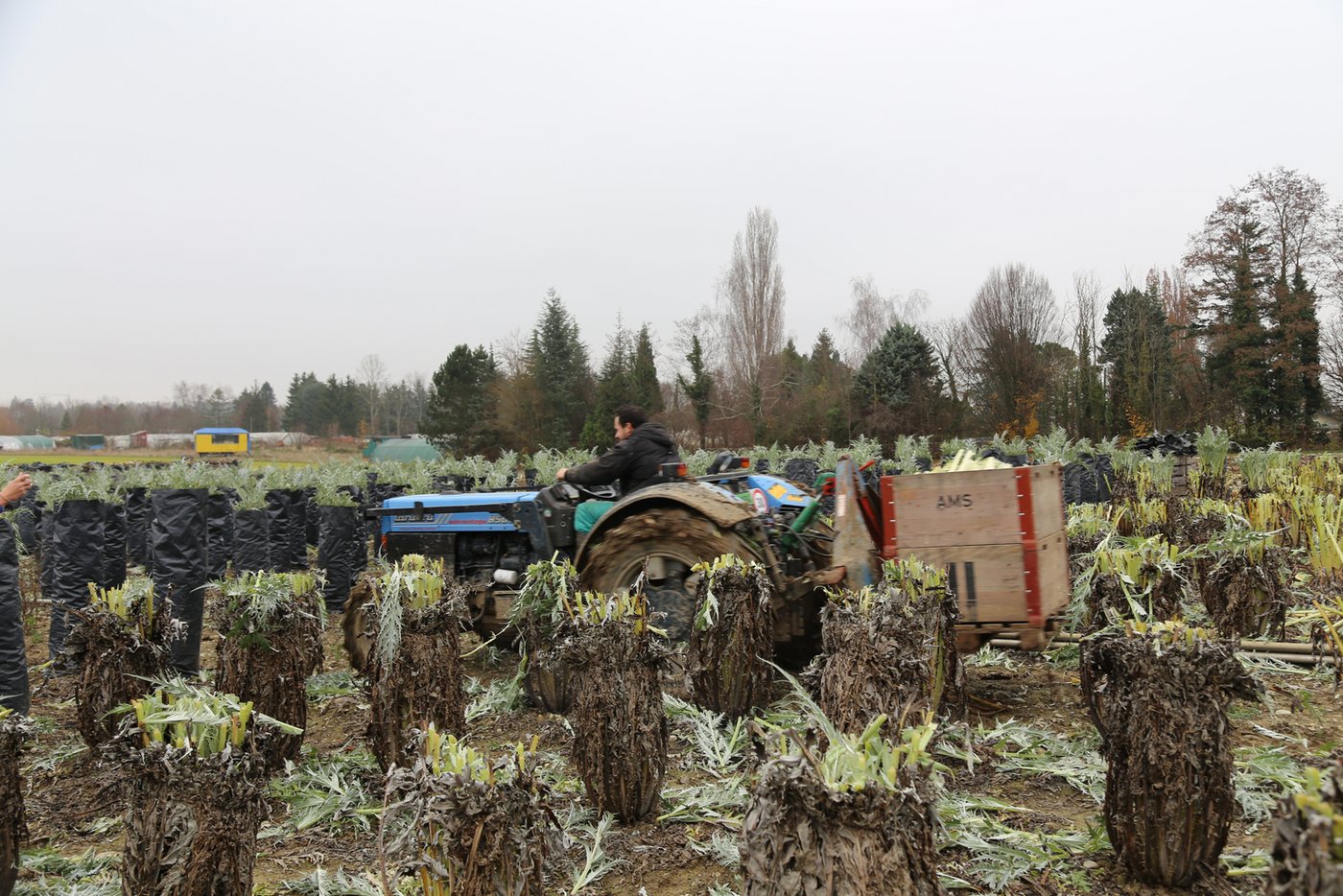 Geernteter Kardy bereit zum Transport. 