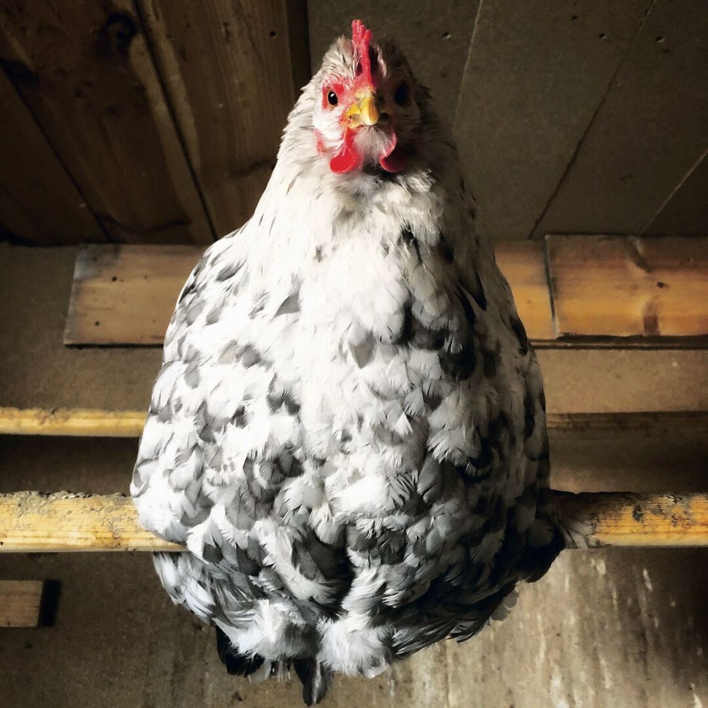 Werden verschiedene Schlafplatz-Alternativen angeboten, ent-scheidet sich die Mehrheit nicht für die erhöhte Sitzstange.