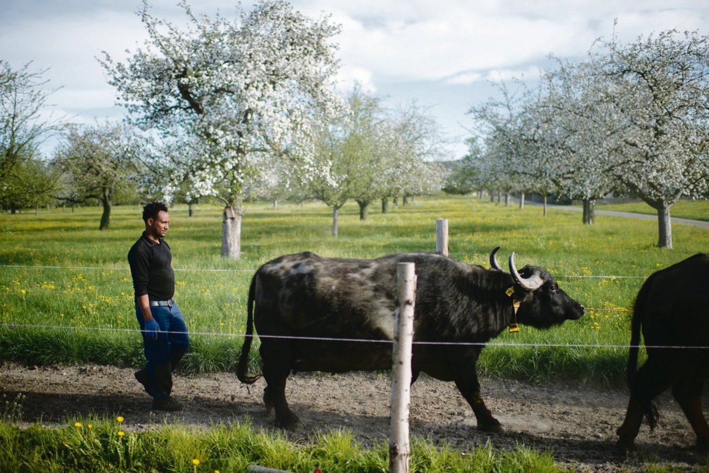 Fithawi Bereket, Flüchtling aus Eritrea, absolvierte 2019 ein sechsmonatiges Programm des Kantons St. Gallen. Dafür arbeitete er  auf der Wasserbüffelfarm der Familie Künzle in Schwarzenbach.(Bild Keystone)