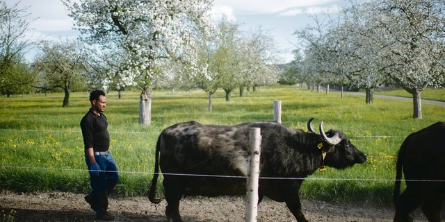 Fithawi Bereket, Flüchtling aus Eritrea, absolvierte 2019 ein sechsmonatiges Programm des Kantons St. Gallen. Dafür arbeitete er  auf der Wasserbüffelfarm der Familie Künzle in Schwarzenbach.(Bild Keystone)
