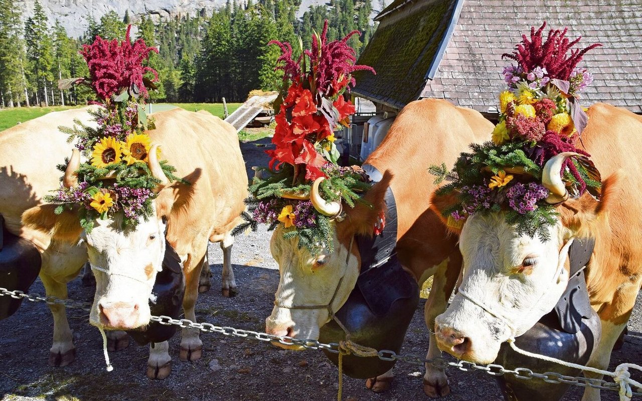 Alle Simmentalerkühe von Ryters sind behornt. Mit Melkstuhl und Blumenschmuck sehen sie noch einmal besser aus. 