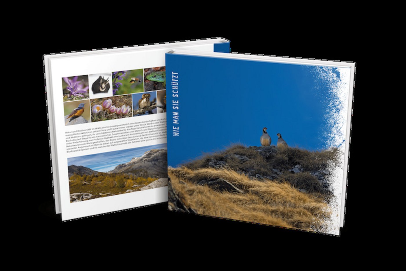 „Vögel und Biodiversität des Wallis: wie man sie schützt“ erscheint auch auf Französisch und ist für 38 Franken im Buchhandel oder bei der Vogelwarte erhältlich. (Bild Vogelwarte Sempach)