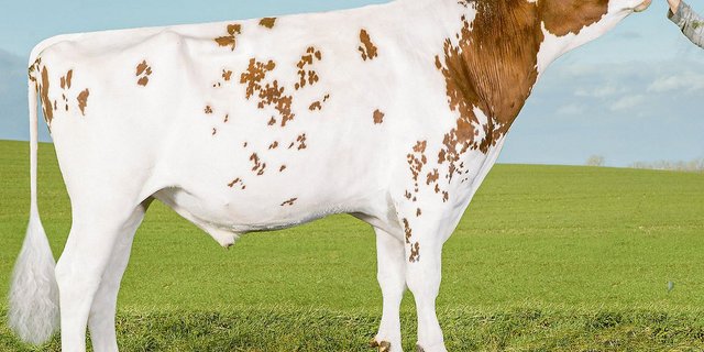 Swissbec Power ist zurzeit einer der besten RH-Stiere.(Bild Alex Arkink)