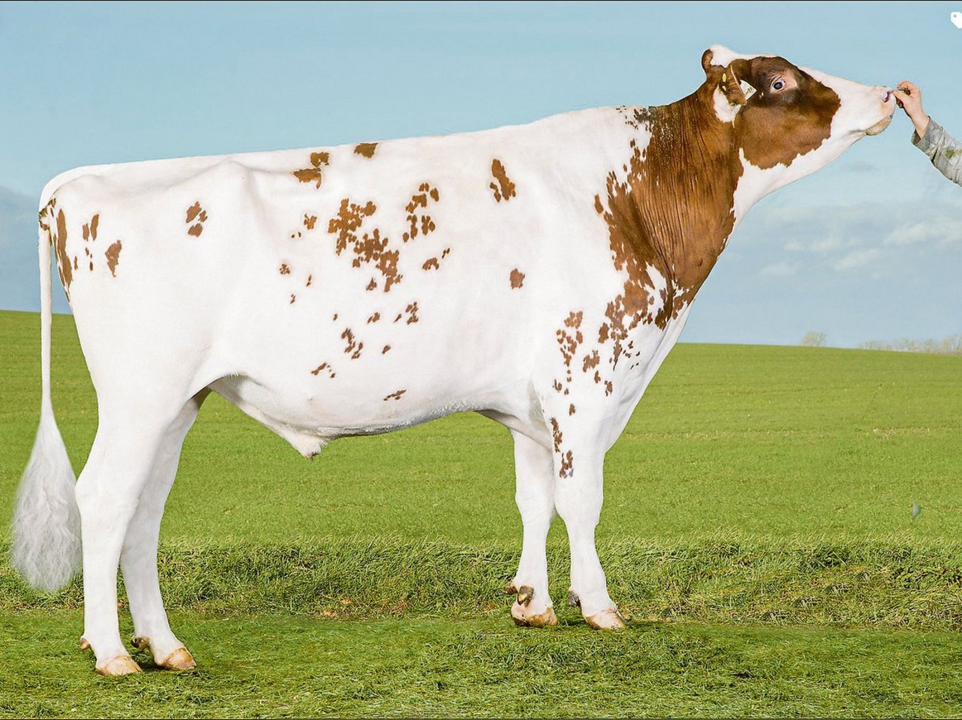 Swissbec Power ist zurzeit einer der besten RH-Stiere.(Bild Alex Arkink)