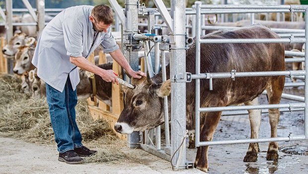 Die Studie soll zeigen, was der Unterschied in der Fleischqualität der geschlachteten Tiere ist.