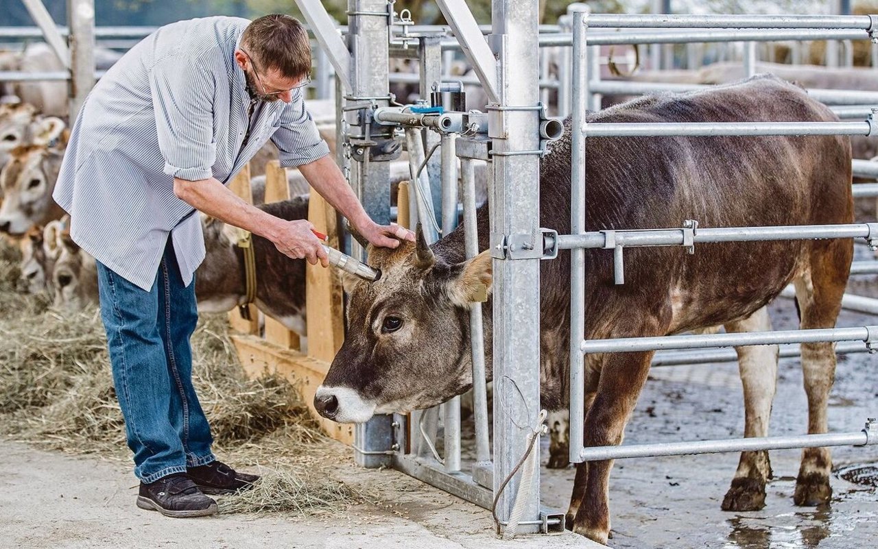 Die Studie soll zeigen, was der Unterschied in der Fleischqualität der geschlachteten Tiere ist.