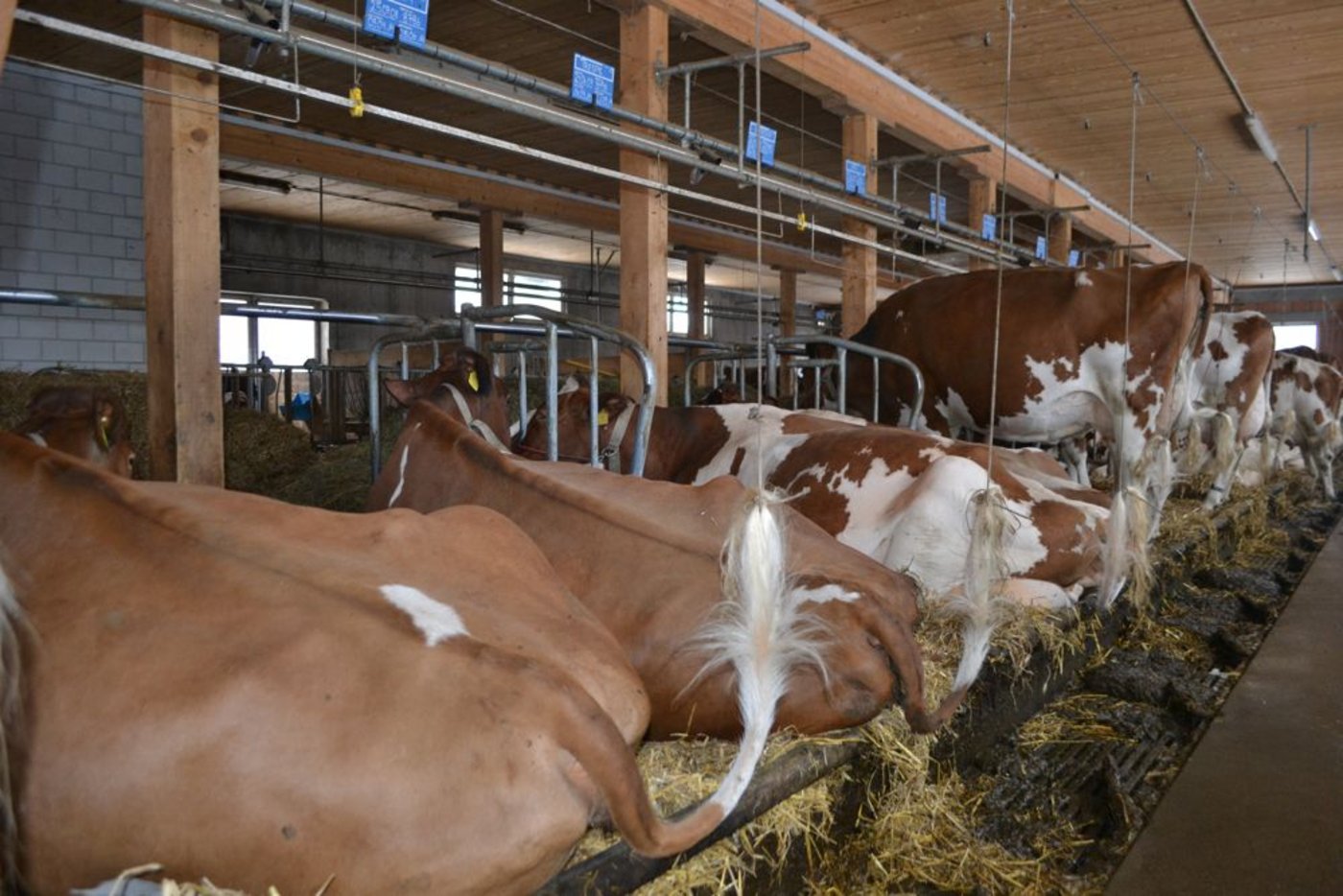 Neue Anbindeställe werden kaum mehr gebaut. (Bild Julia Schwery)