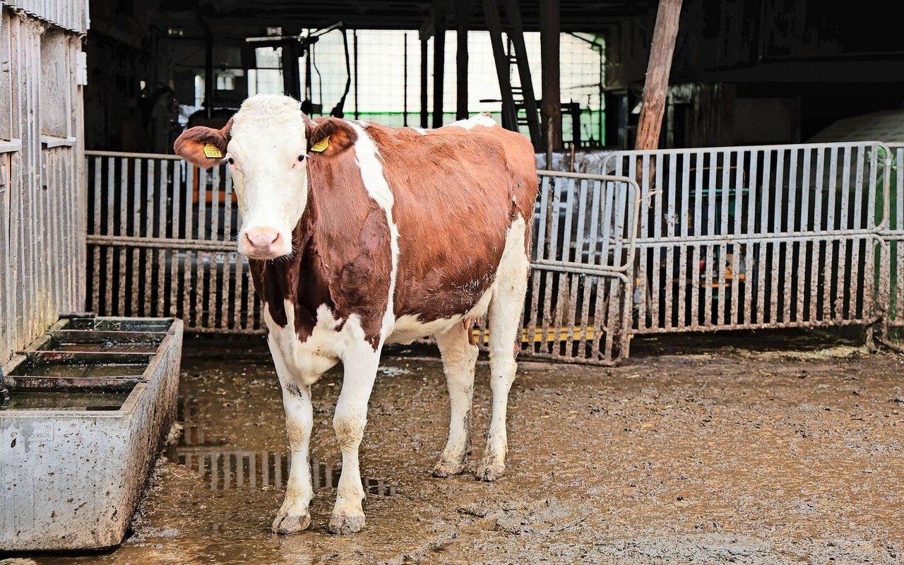 Neun stehen auf dem Langenegg auch SF-Tiere. Matthias Kern möchte weidetaugliche Kühe, die ohne Kraftfutter, 6000kg Milch im Jahr geben. 