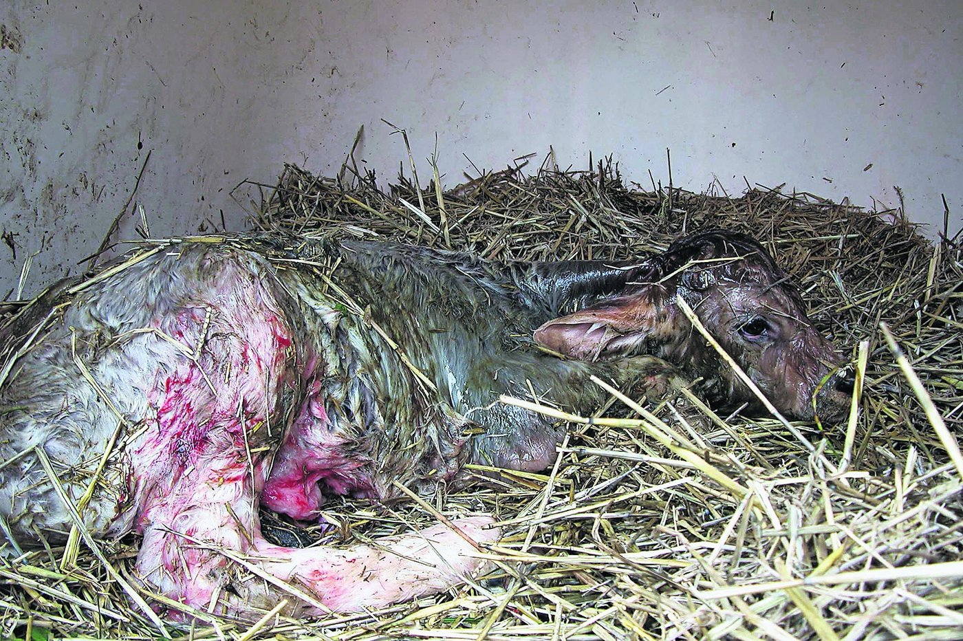 Soll es lieber ein Kuh- oder ein Stierkalb sein? (Bild: BauZ)