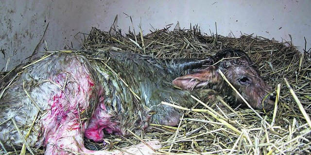 Soll es lieber ein Kuh- oder ein Stierkalb sein? (Bild: BauZ)