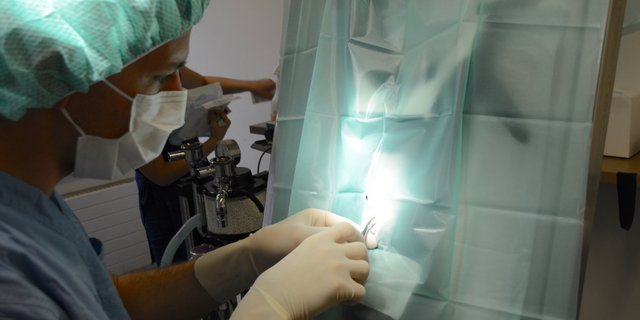 Das Vet-Team kastrierte Katzen, in Zusammenarbeit mit der IG Landwirtschaft Willisau und Tierschutz Luzern. (Bild Armin Emmenegger)