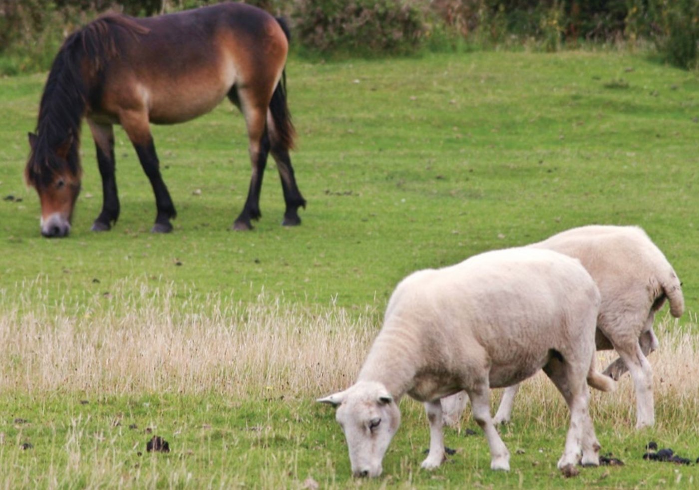 Der Befallsdruck von Weideparasiten kann reduziert werden, wenn Kleinwiederkäuer und Esel oder Pferde auf der gleichen Fläche weiden. (Bild zVg)