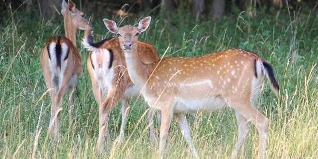 Die Wildtierkorridore sollen gemäss des revidierten Jagdgesetzes raumplanerisch gesichert werden.(Bild Hans Benn/pixabay)