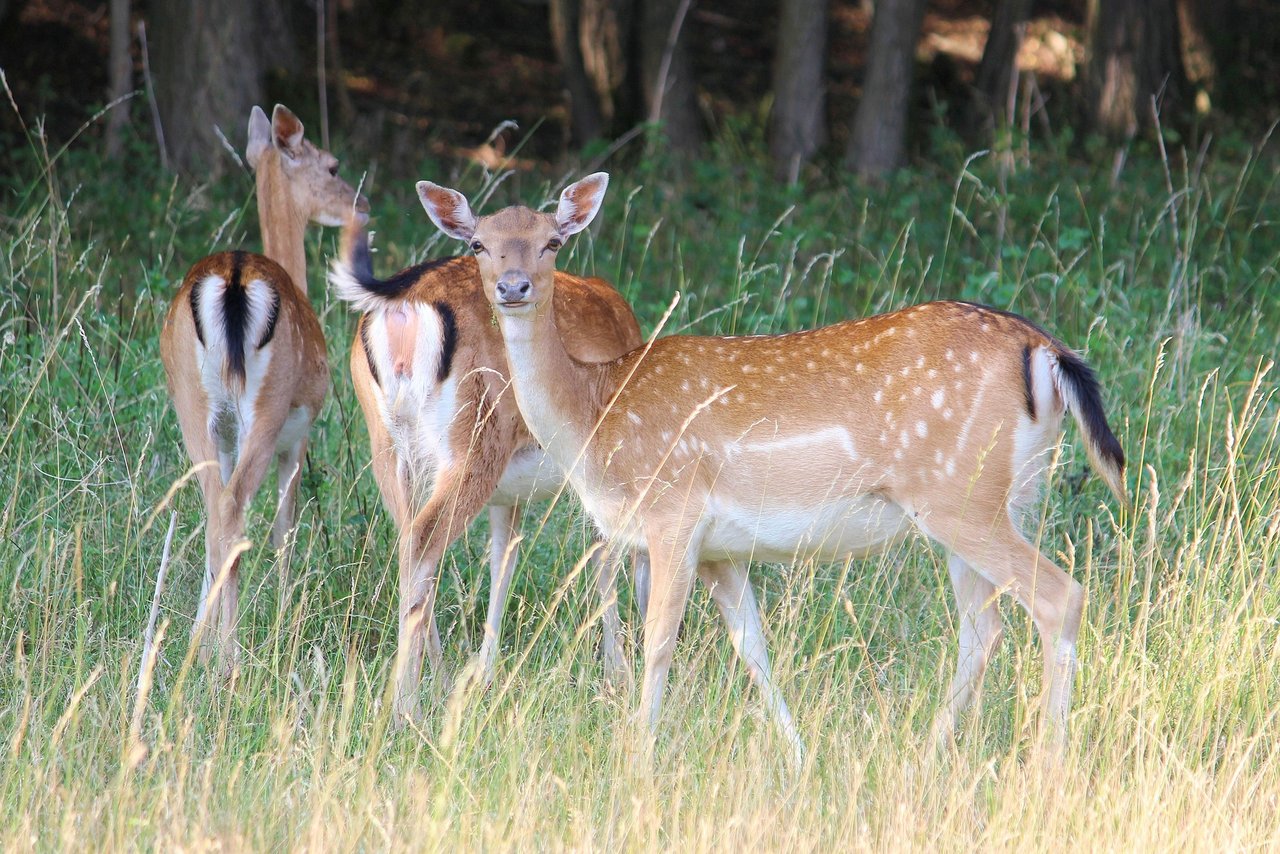 Die Wildtierkorridore sollen gemäss des revidierten Jagdgesetzes raumplanerisch gesichert werden.(Bild Hans Benn/pixabay)