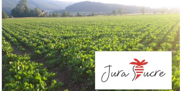Die neue Genossenschaft umfasst 101 Rübenbauern im Kanton Jura. (Bilder zVg)
