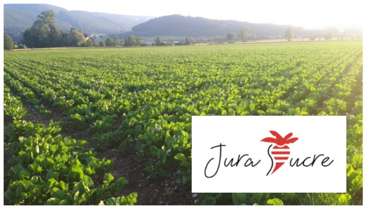 Die neue Genossenschaft umfasst 101 Rübenbauern im Kanton Jura. (Bilder zVg)