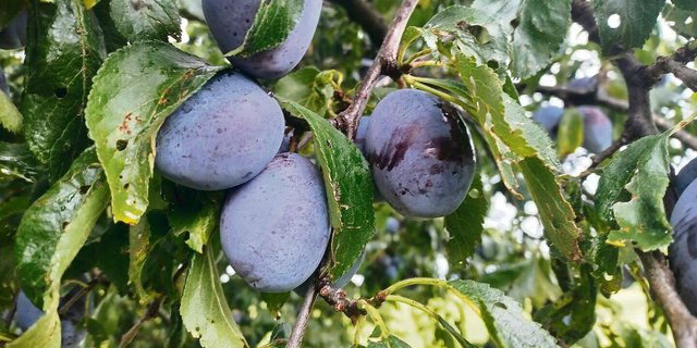 Das Wetter wie auch der Pflaumenwickler haben heuer den Zwetschen stark zugesetzt. Die fehlende Menge muss deshalb auch während der Haupternte importiert werden.