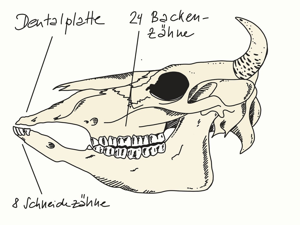 Auf der schematischen Darstellung sind die Dentalplatte, die 24 Backen- sowie die 8 Schneidezähne einer Kuh gut zu erkennen. (Bild Johanna Probst)
