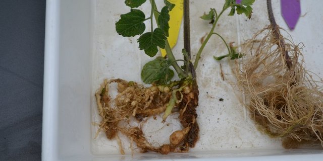 In diesem Jahr soll die breite Bevölkerung auf die Gefahren durch neue Schädlinge (z. B. Wurzelgallennematoden, im Bild durch sie deformierte Tomatenwurzeln) aufmerksam machen. (Bild jsc)