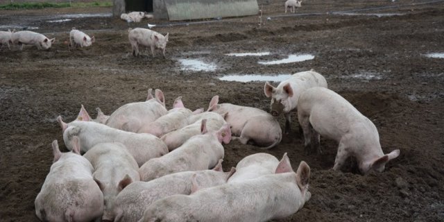 Diese Freilandschweine fühlen sich sauwohl. (Bild sb)