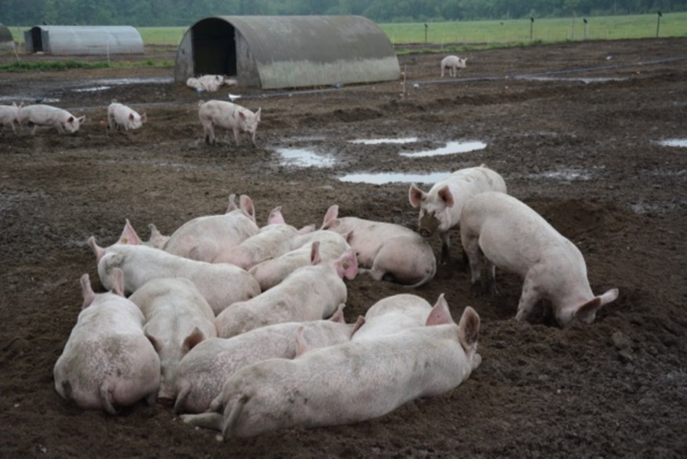 Diese Freilandschweine fühlen sich sauwohl. (Bild sb)